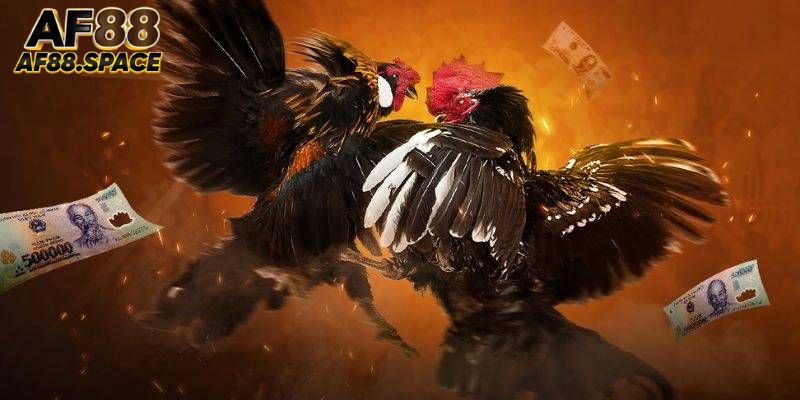 Chơi cá cược đá gà trực tuyến đỉnh cao tại AF88